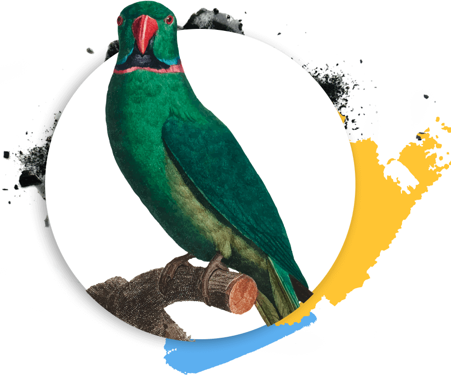 http://www.tkart.jp/wp-content/uploads/2019/03/Psittaciformes.png